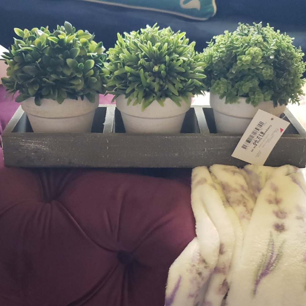 Cute succulents